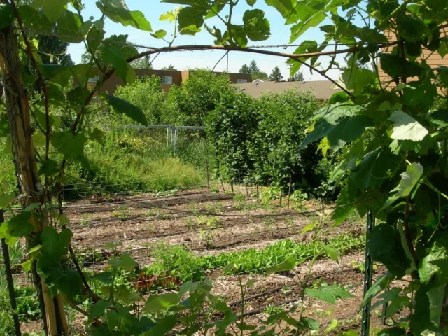 Garden.jpg
