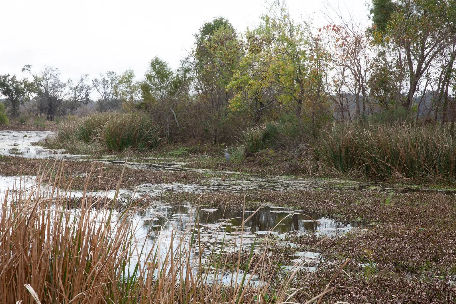  11/22/25, Brazos Bend State Park. Photo by James DeClouette 