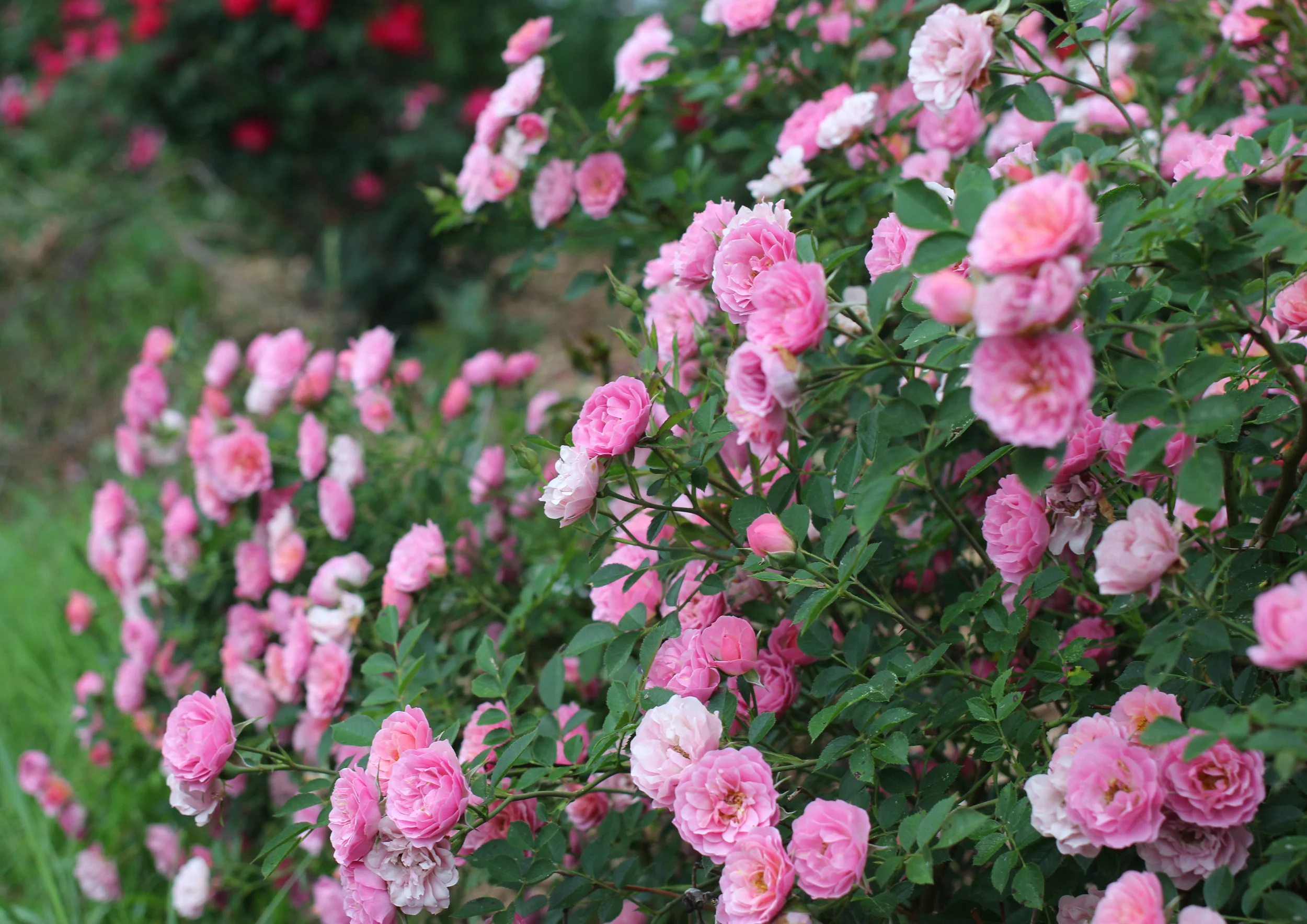 Cropped IMG_8333.jpg