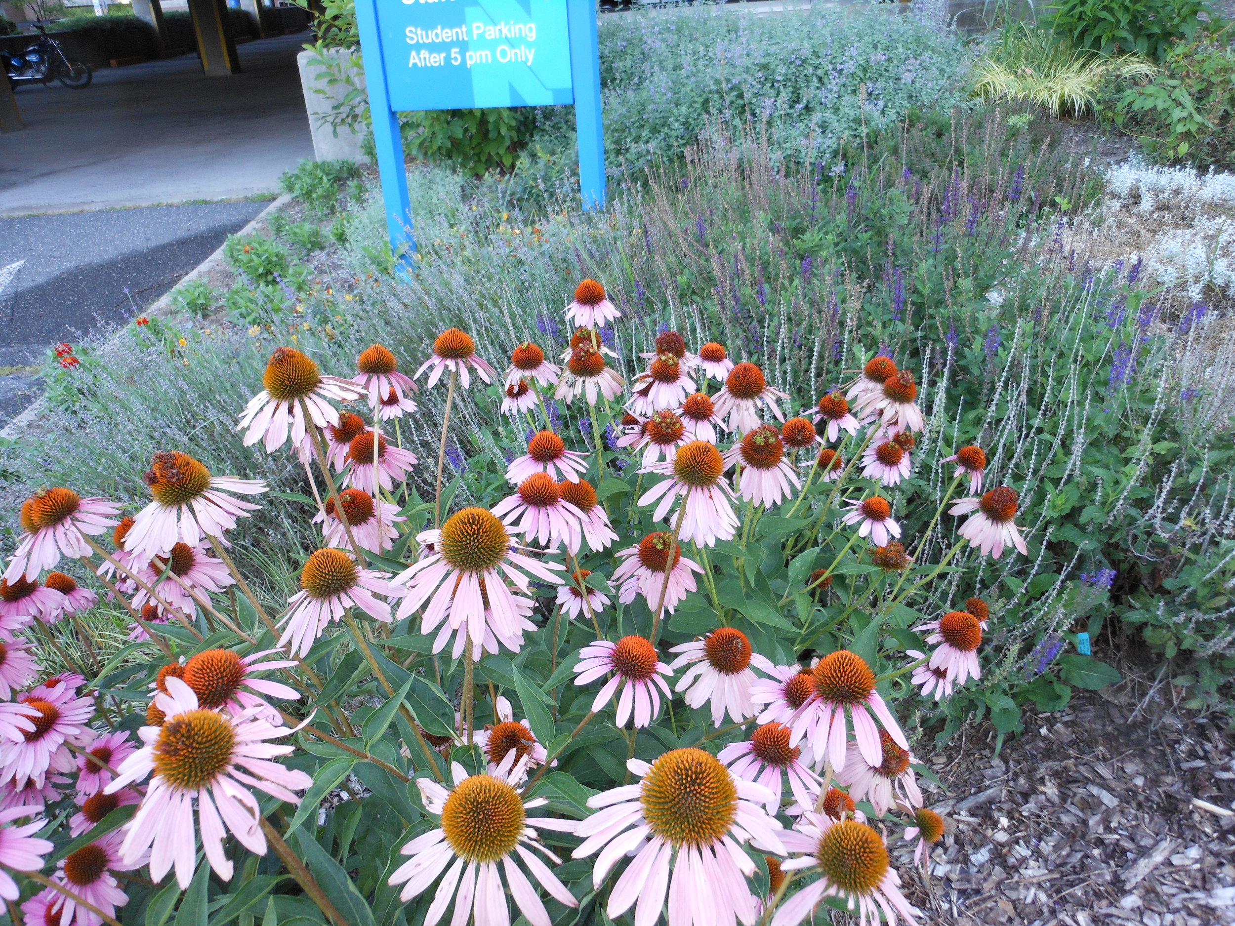 Medicinal Garden August July 31st 2013 005.jpg