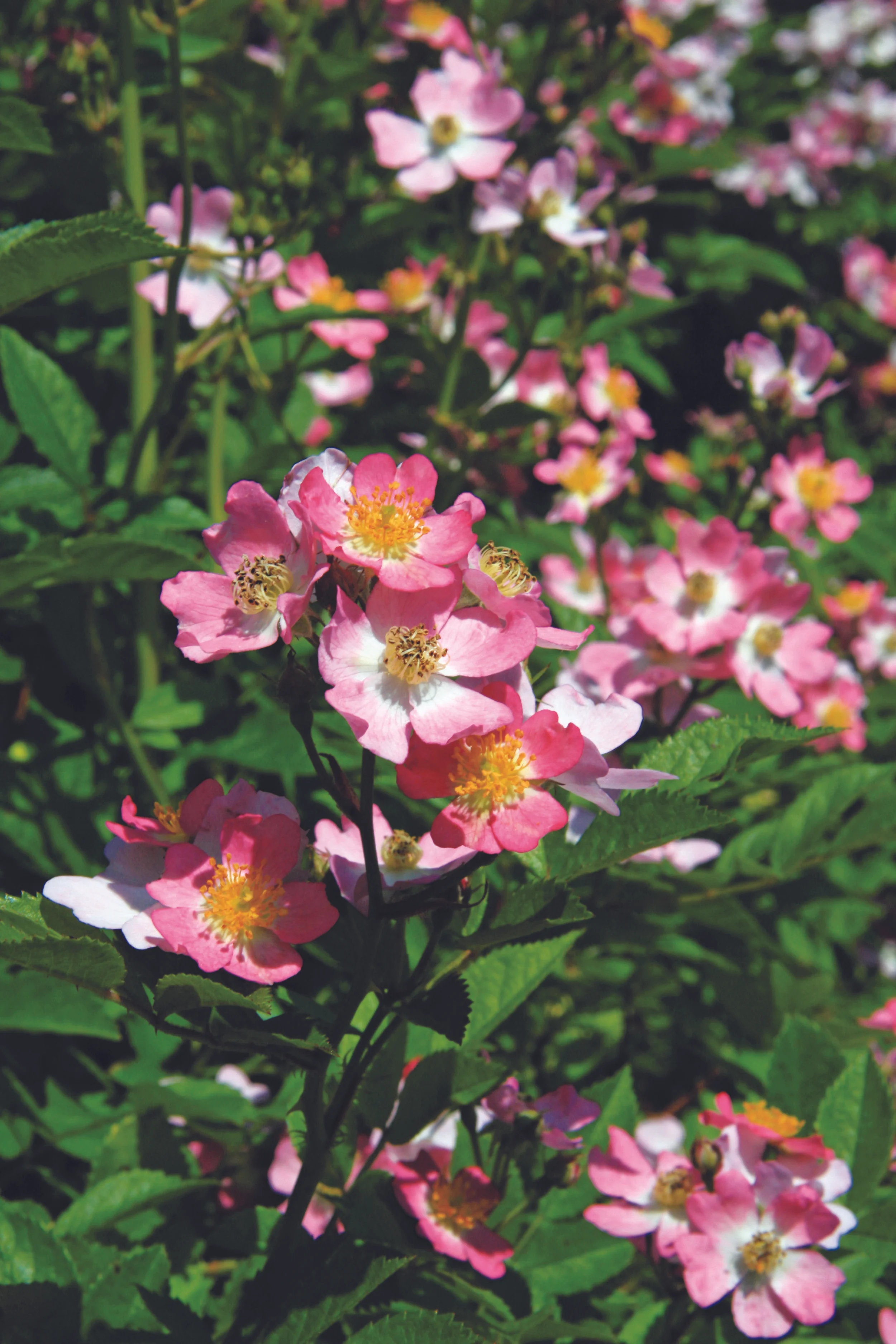 Look-A-Likes Phloxy Baby Star Roses and Plants photo.jpg