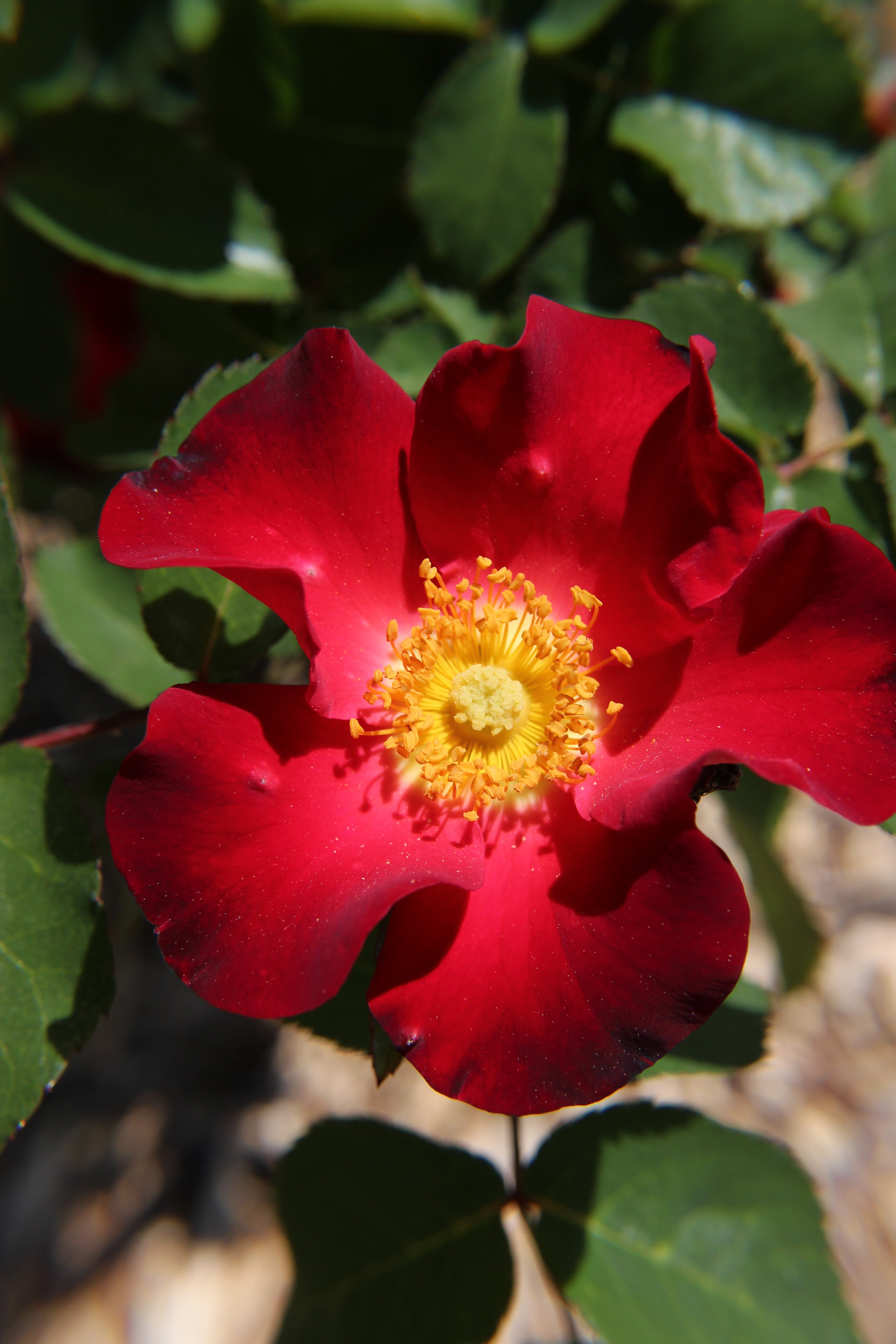 Screaming Neon Red.JPG