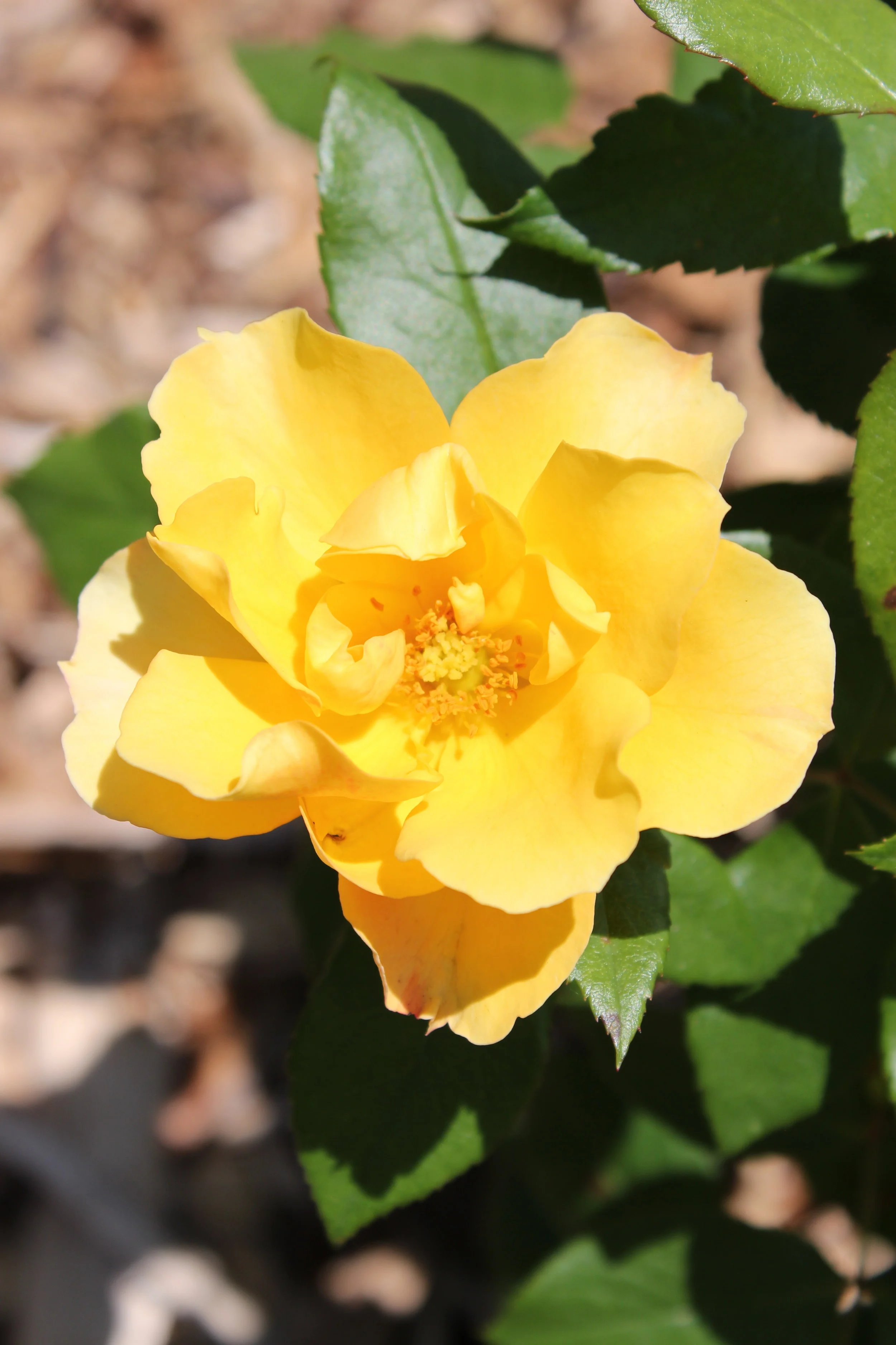 Tequila Gold™ — American Rose Trials for Sustainability®