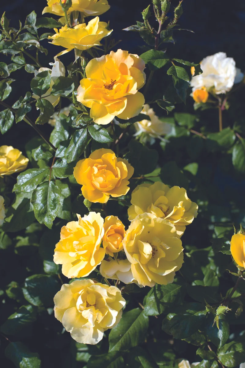 Tequila_Gold Star Roses and Plants photo.jpg