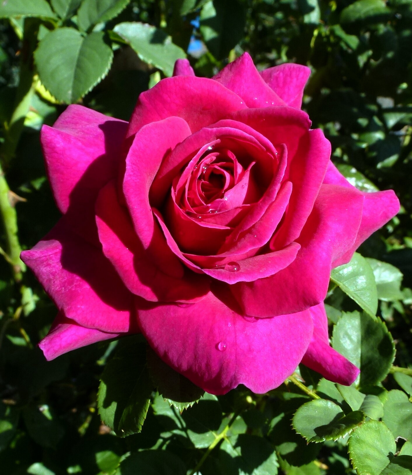 Dfb Humid Continental (Cool Summer) Climate — American Rose Trials for
