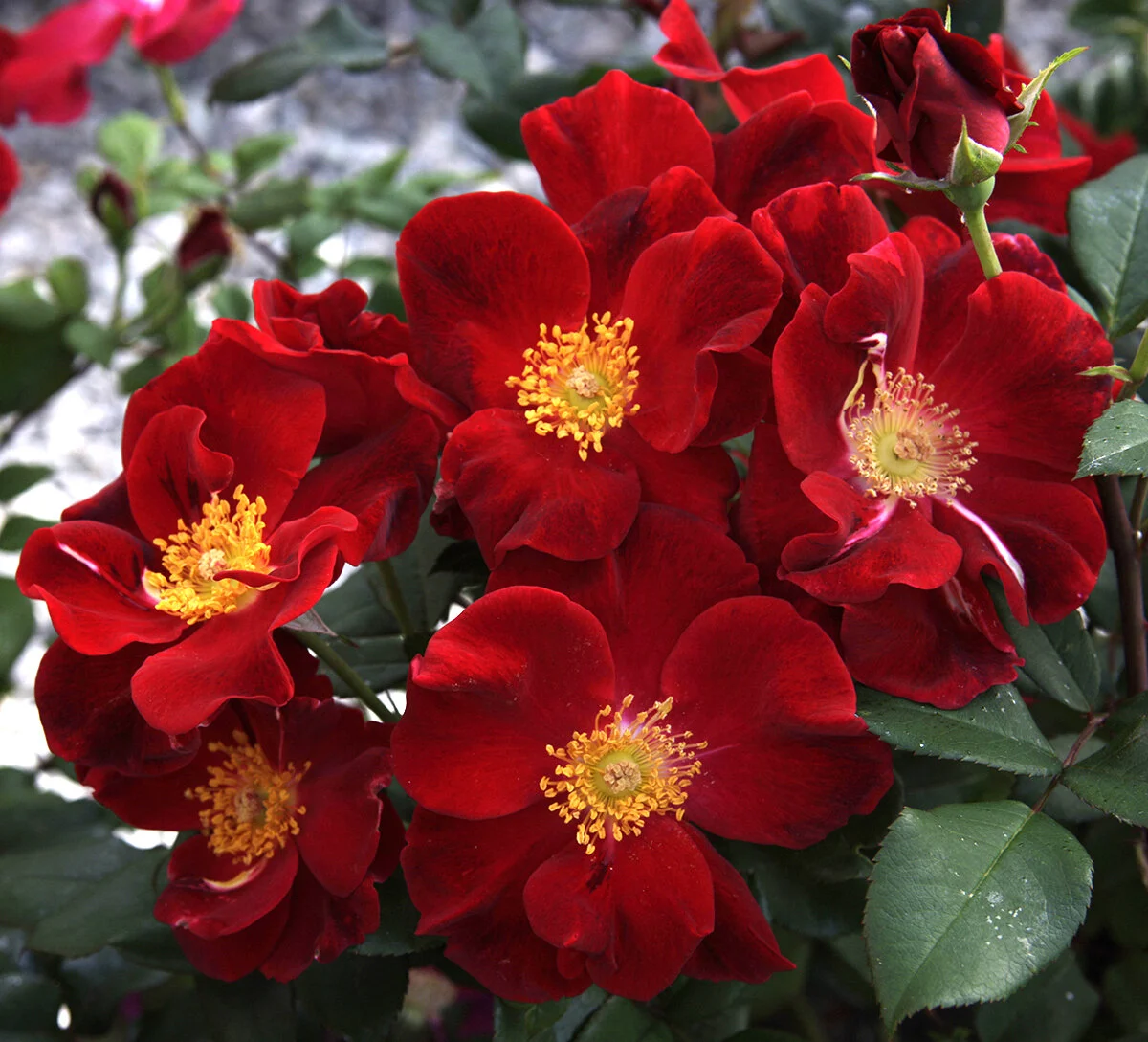 Turbo Roses Top Gun™ — American Rose Trials for Sustainability®