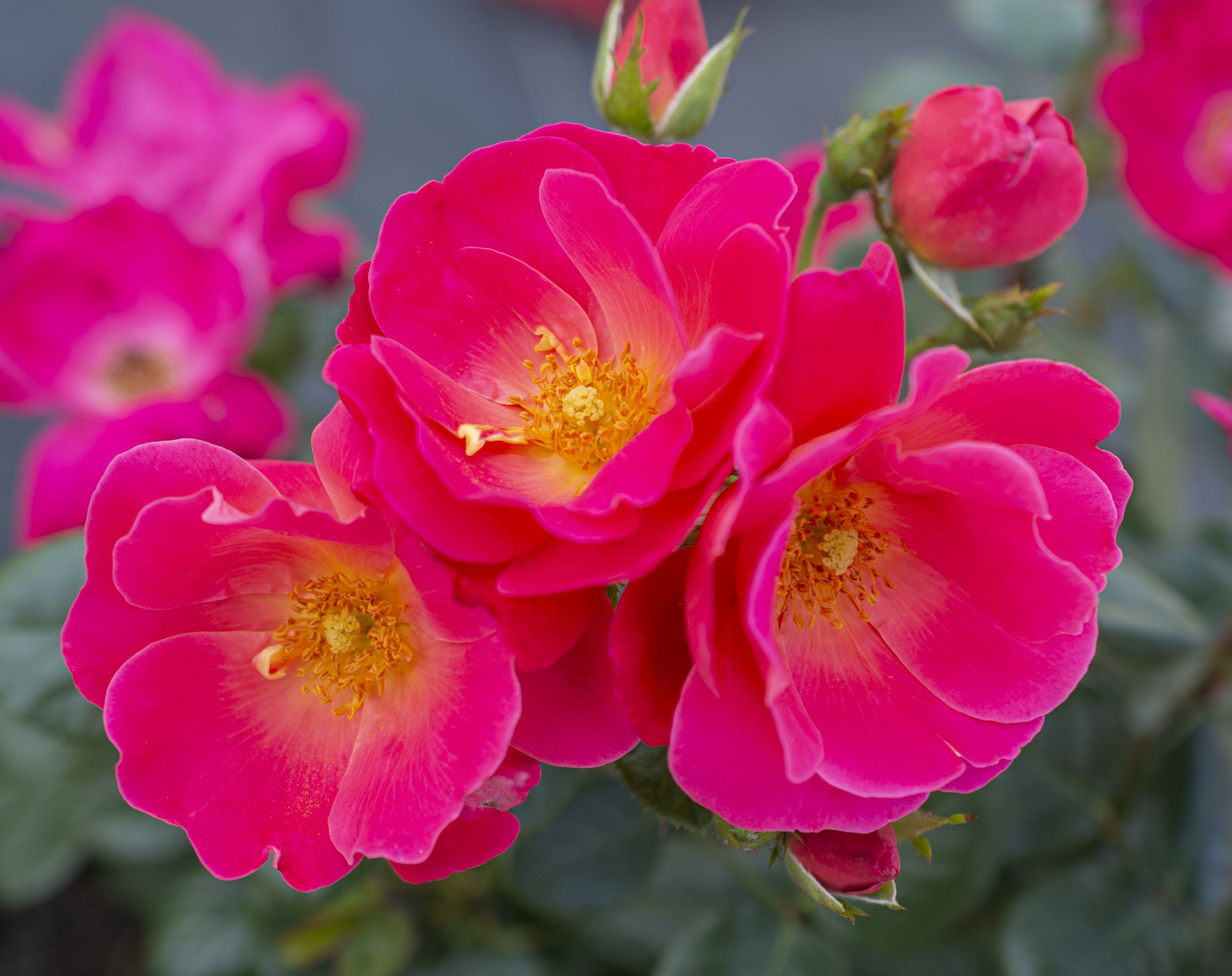 BrickHouse_Pink_Blooms_014.jpg