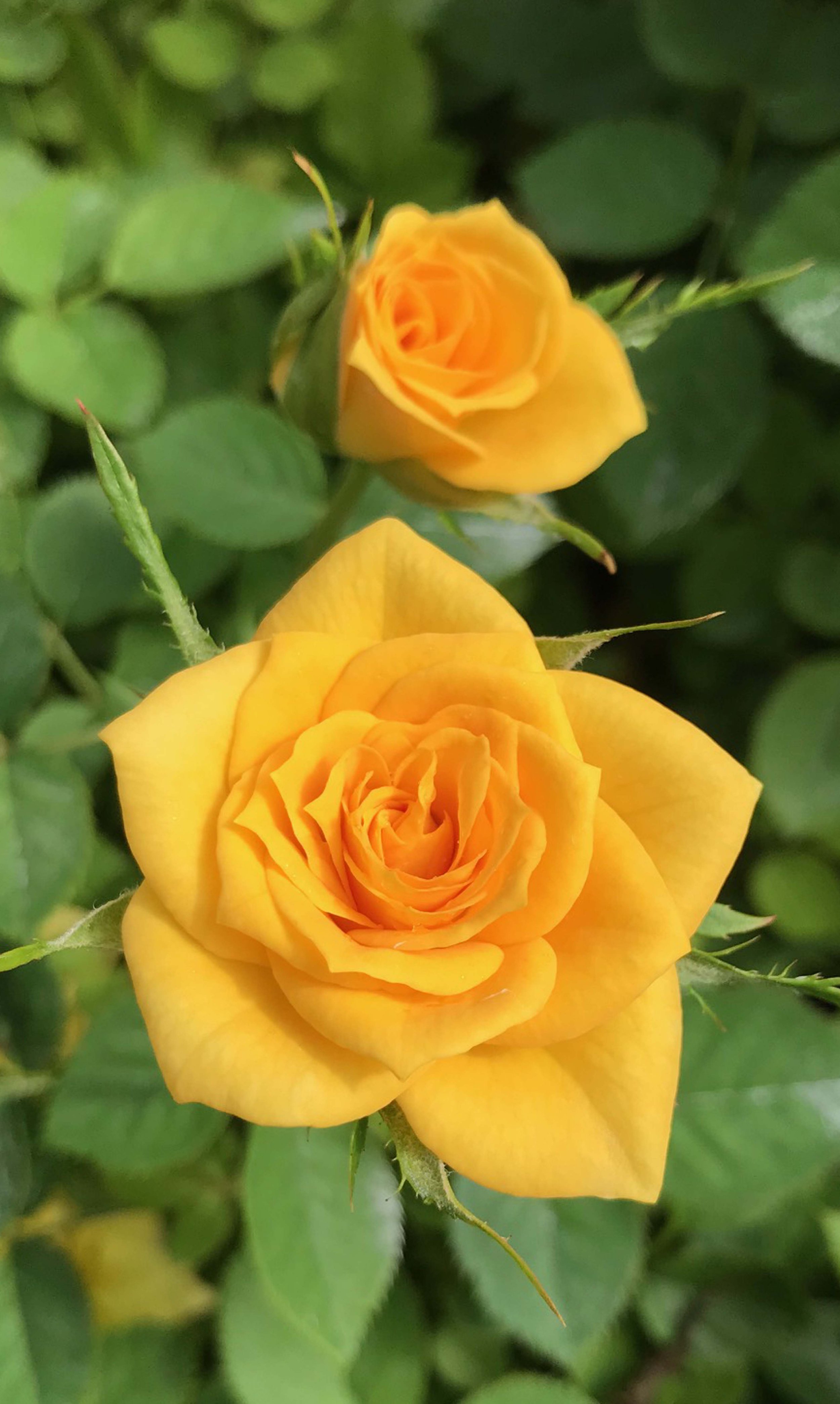 Rosa-Sunrosa-Yellow-Delight-001.jpg