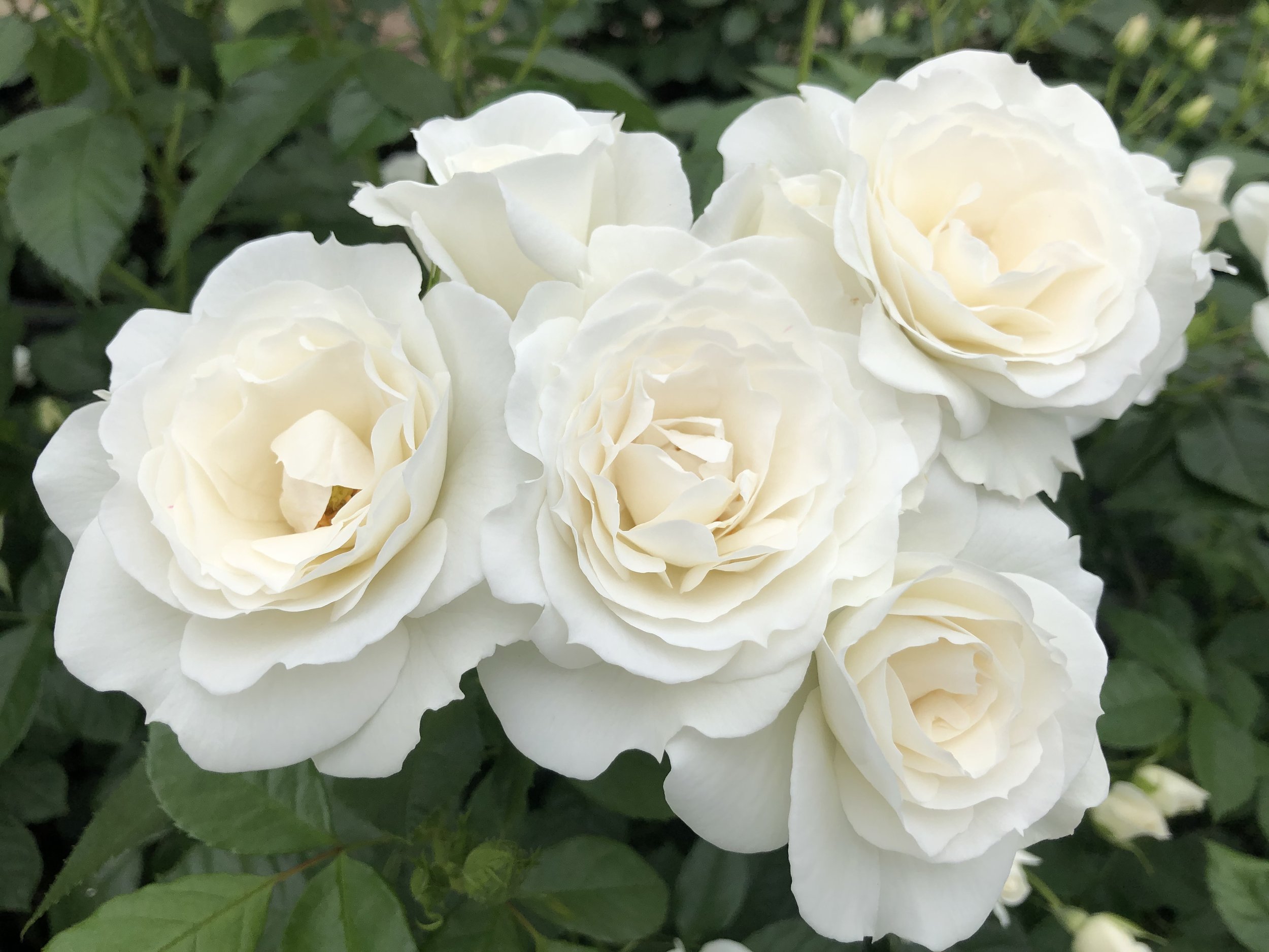 Veranda_White_Blooms_050.JPG