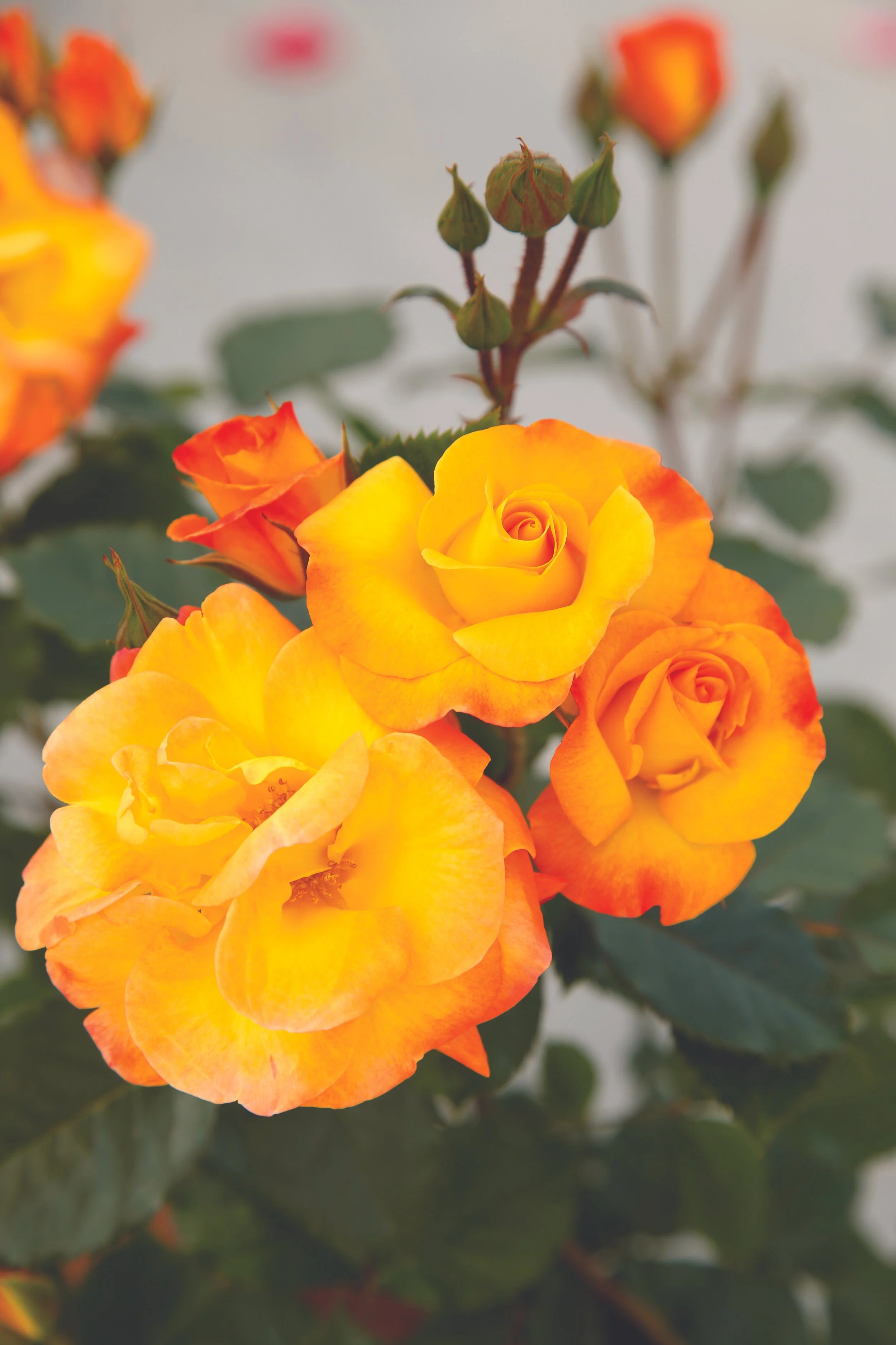 FiestaVeranda_Blooms_007.JPG