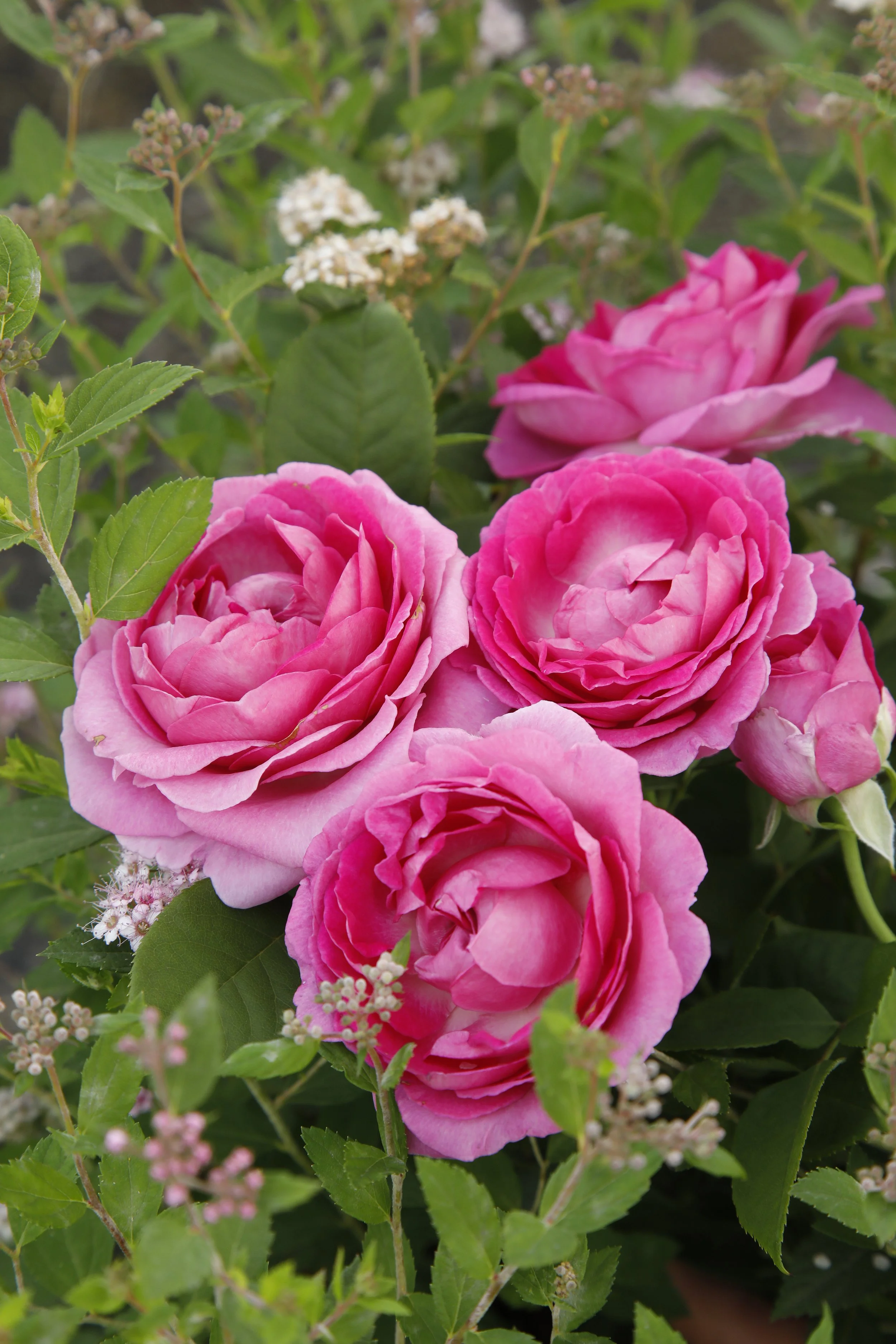 RaspberryCupcake_Blooms_031.JPG
