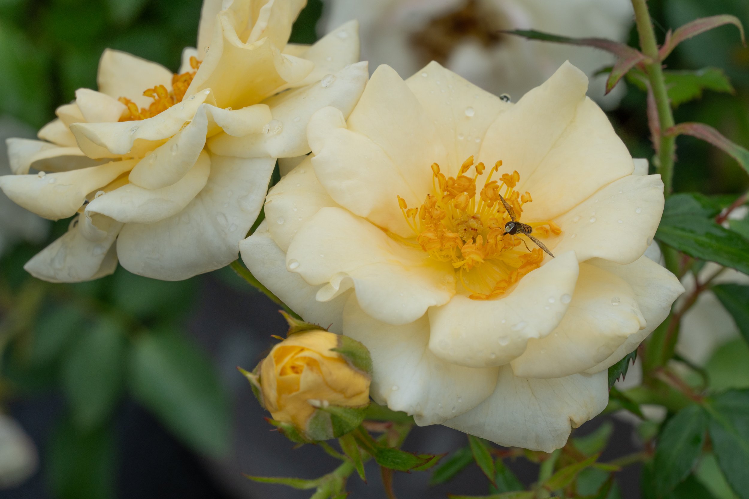 ButtercreamDrift_Blooms_026.jpg