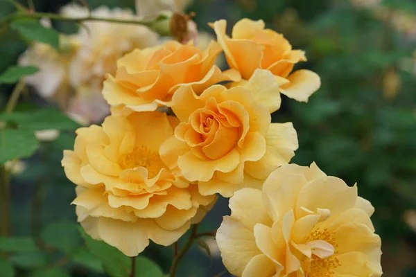 Rosa Rise Up Amberness DSC09290-600x400-bf06395 (1) - Natalie Carmolli.jpg