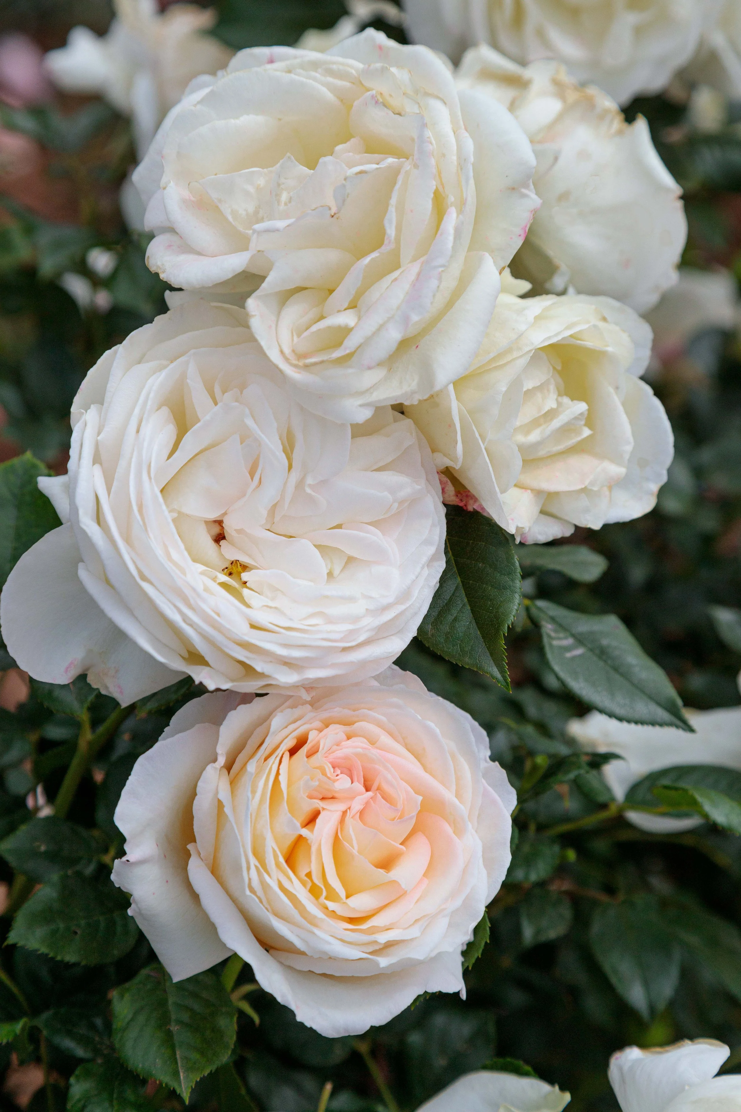 TopCream_Blooms_007.jpg
