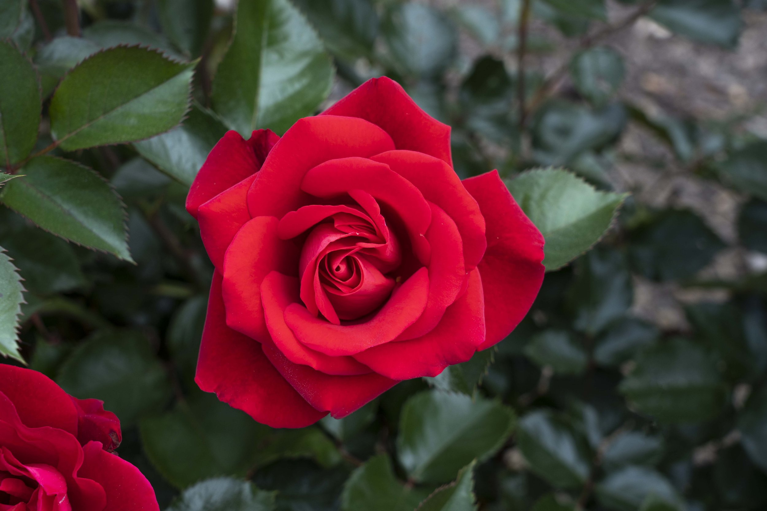 RubyRed_Blooms_033.jpg