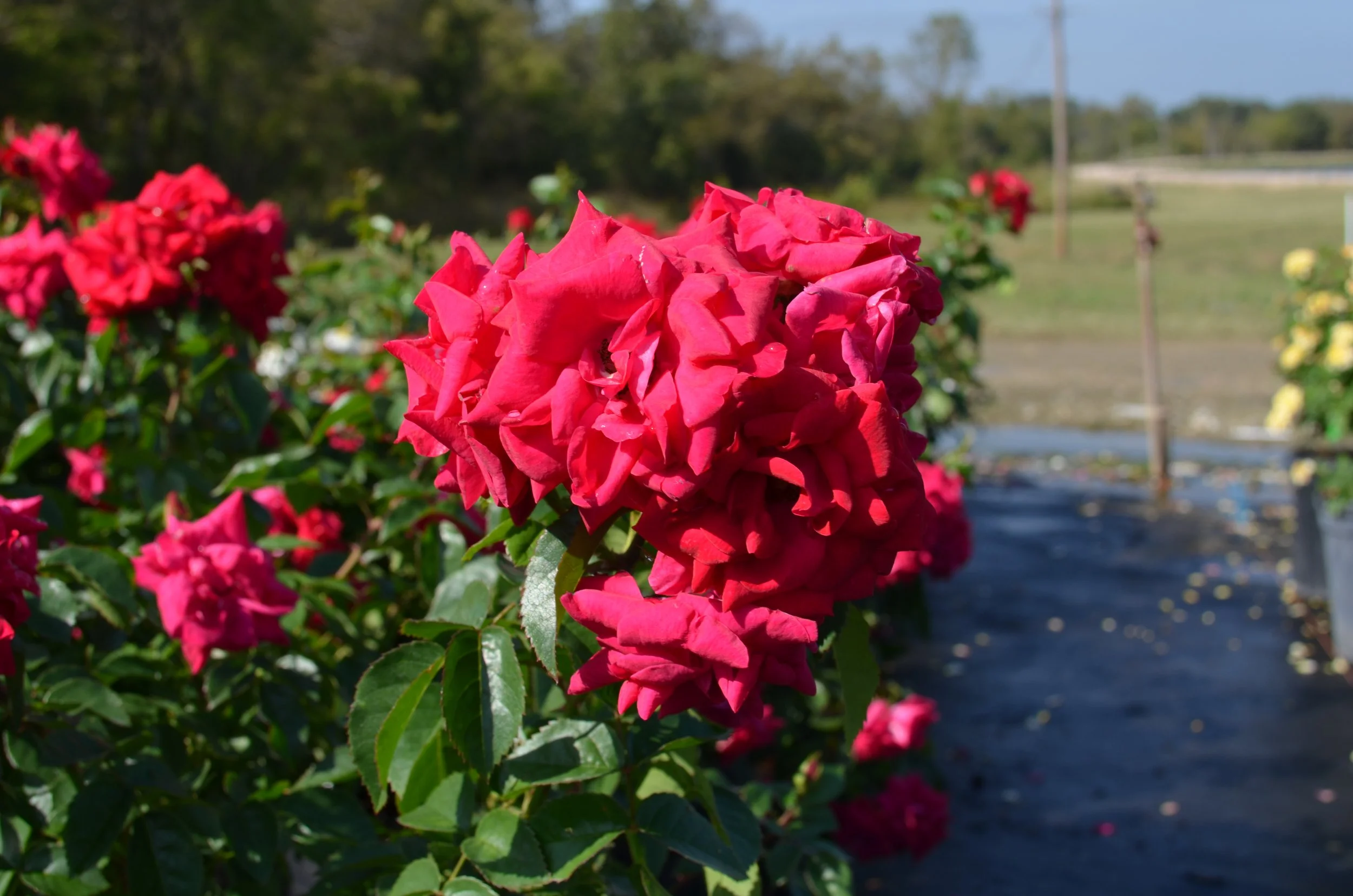 DD 987-1 10.19.20.JPG