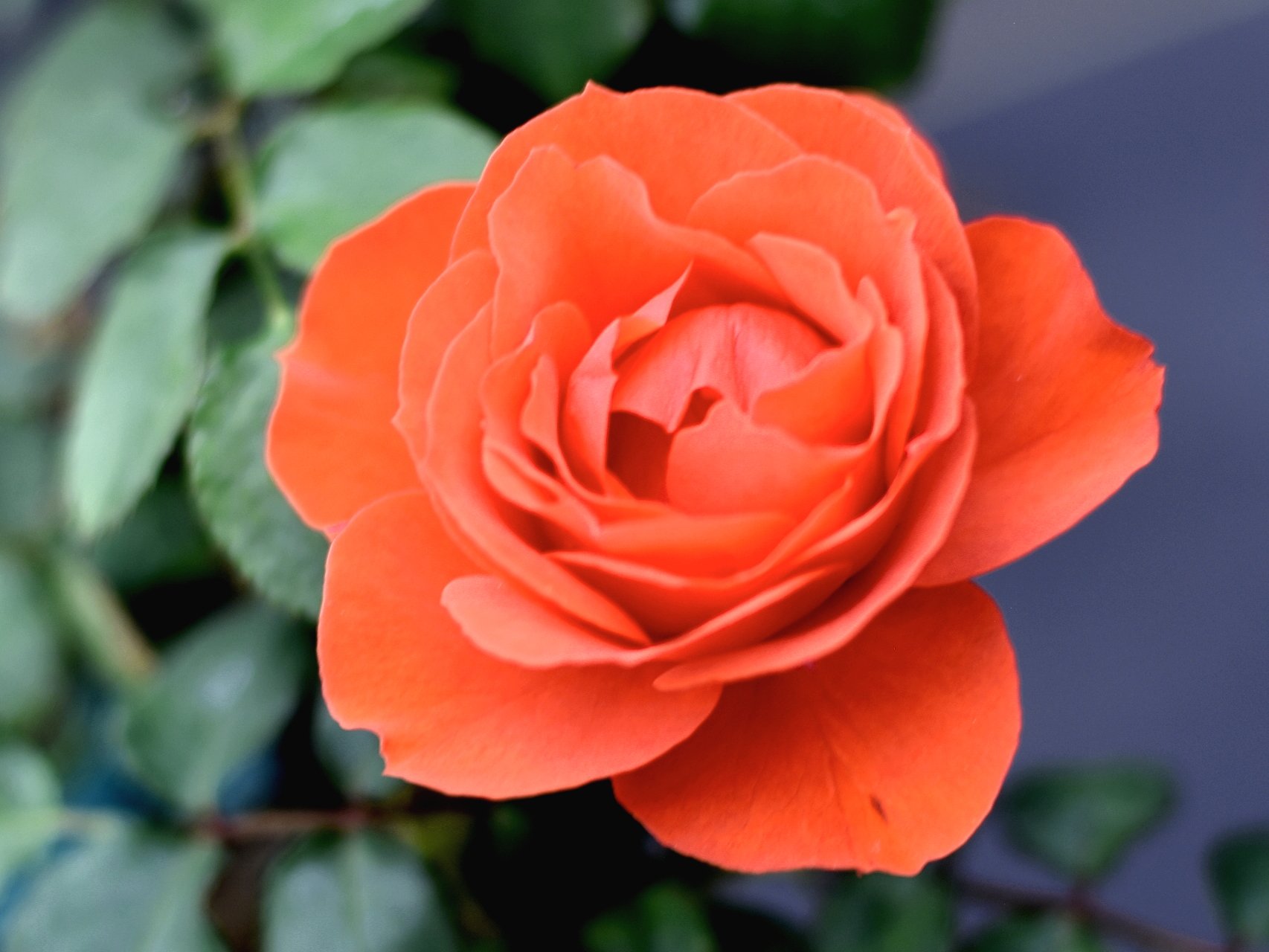 True Courage - Peter Lim.jpg