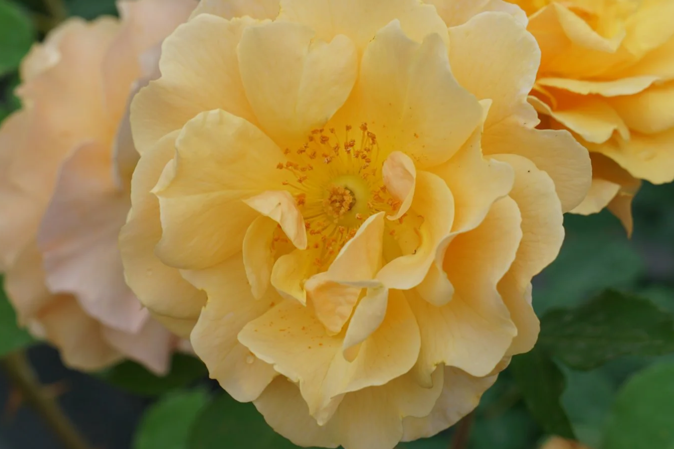 Rosa Rise Up Amberness DSC09287.png