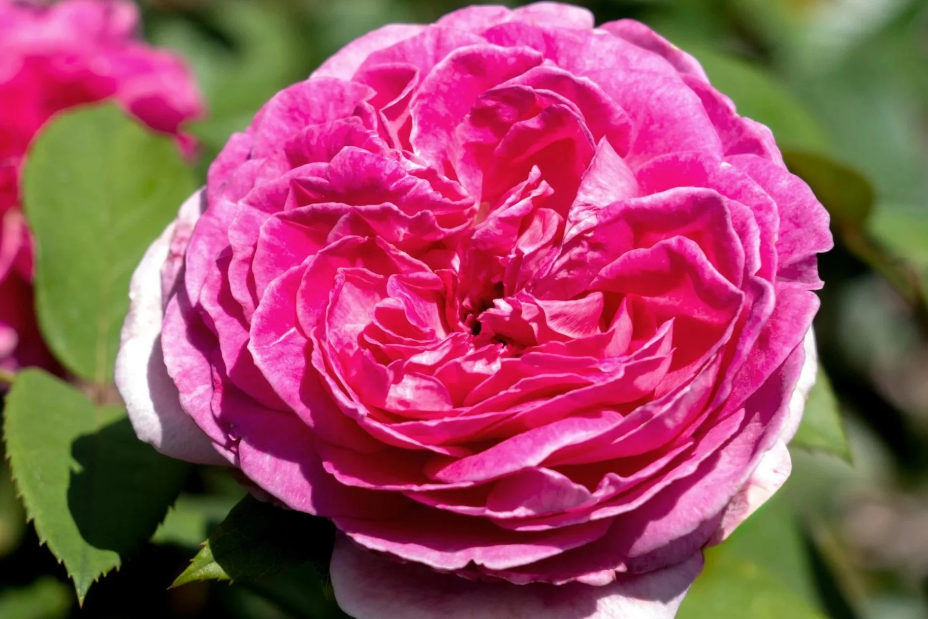 RaspberryCupcake_Blooms_061.jpg