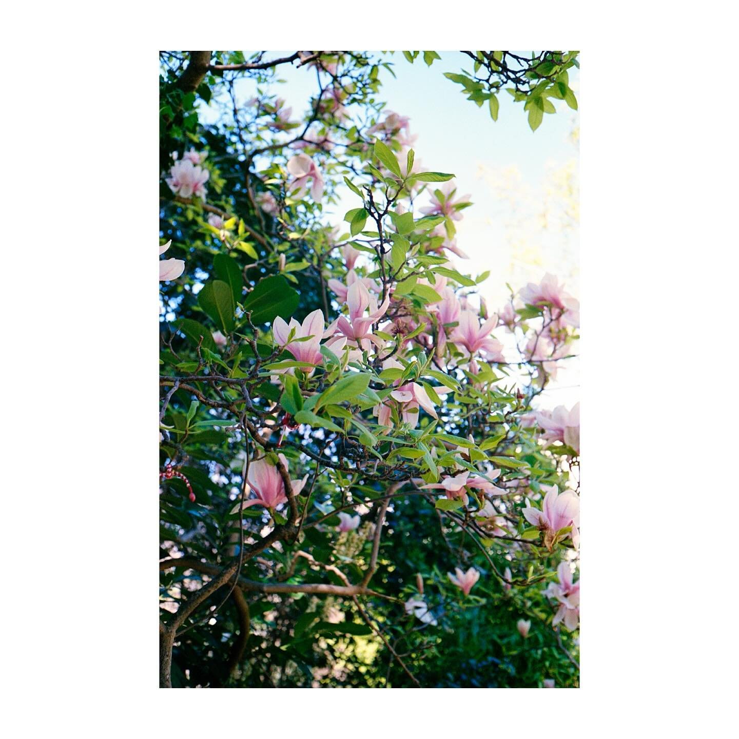 Magnolia, finally.
Paris, 2025
.
.
.
#spring #parismaville #parisgram #magnoliaforever #filmisnotdead #canonet #kodakporta400 #flowerstagram
