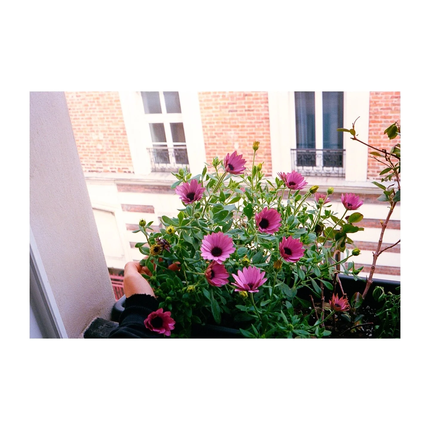 In bloom 🌸
Paris, 2026
.
.
.
#windowsill #osteospermum #photooftheday #35mmfilm #filmisnotdead