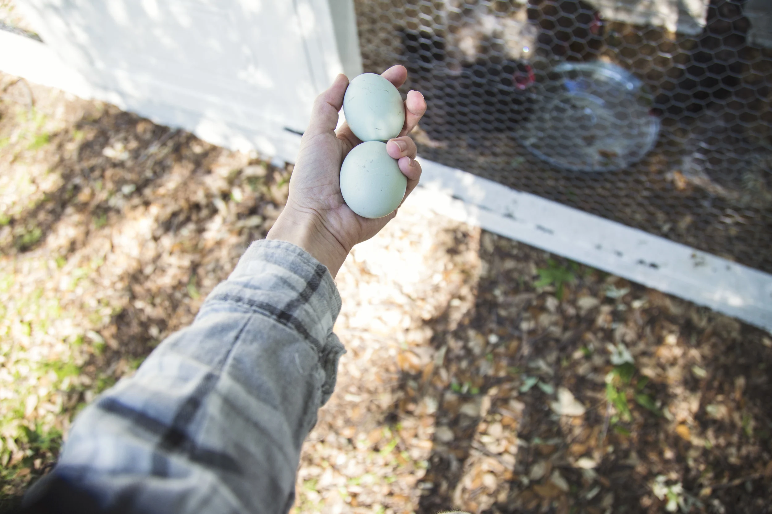 farm fresh eggs for breakfast because it's our week to tend to the chickens & our fridge is empty