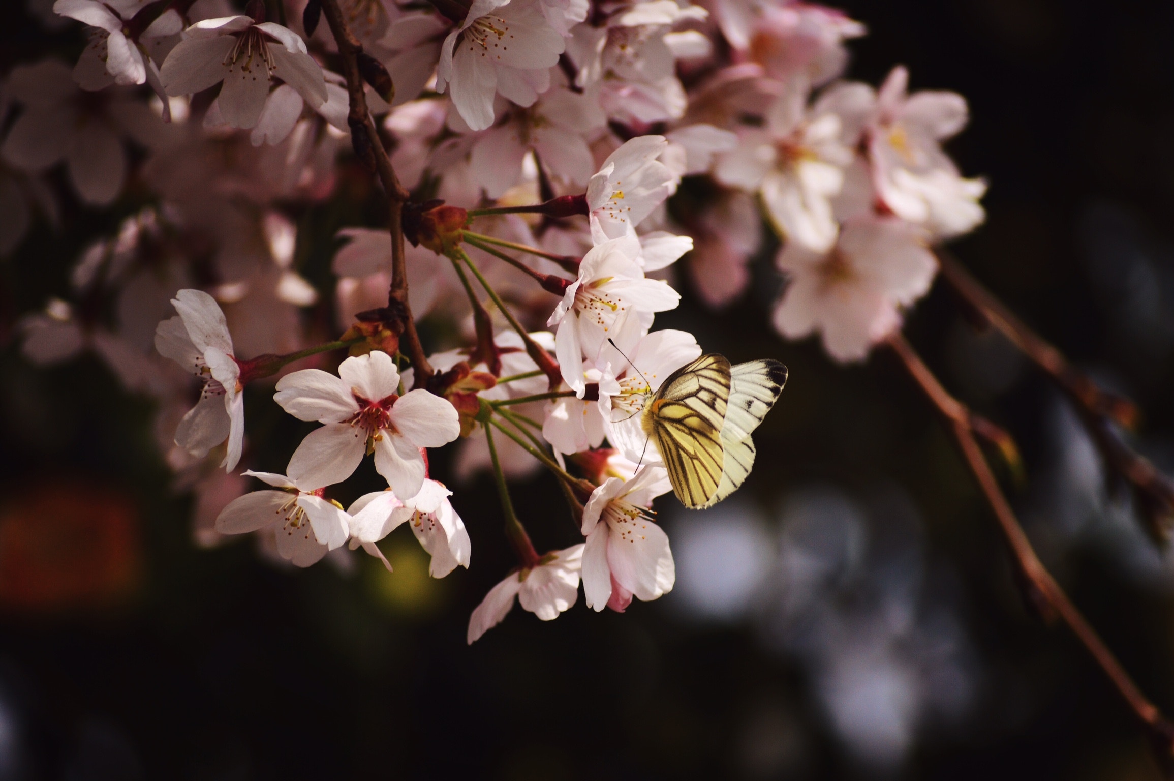 Photo by Joanne Gerber on Unsplash