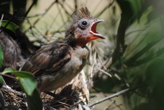 baby bird about to leave nest...photo cred Kathy White.jpeg
