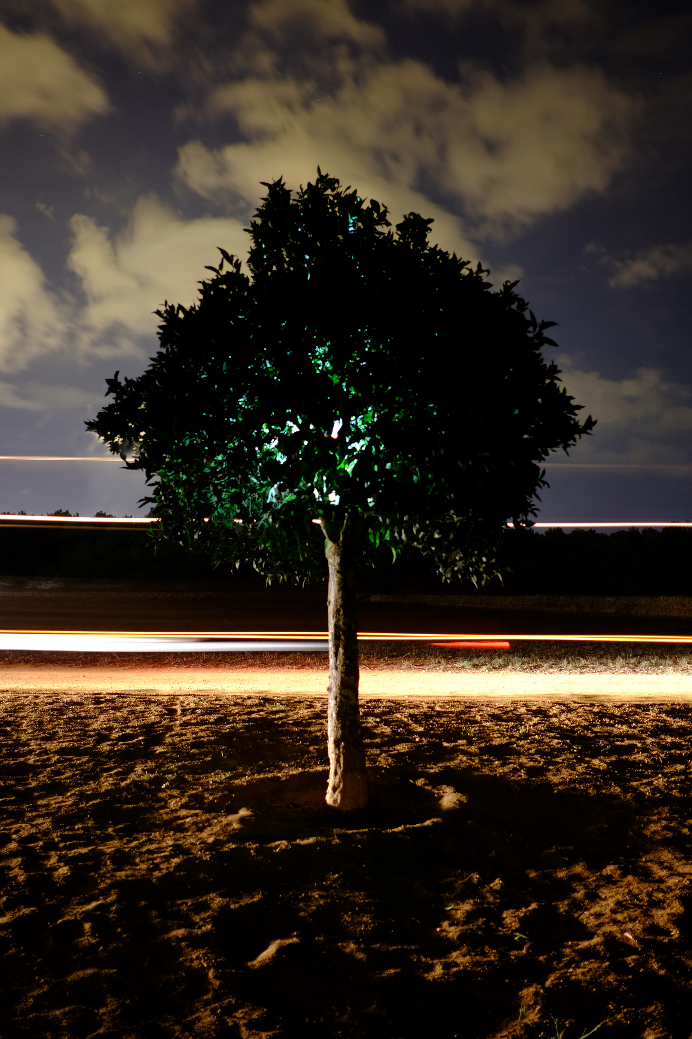 In The Orange Tree, 2016. Ibiza, Spain