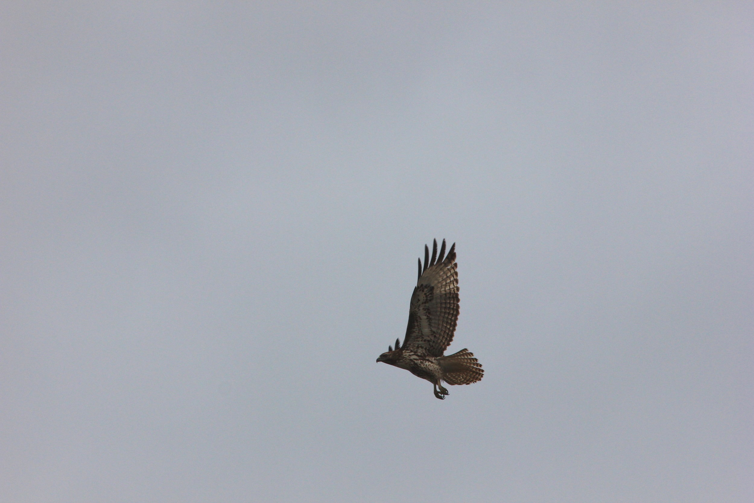 Hawk.jpg