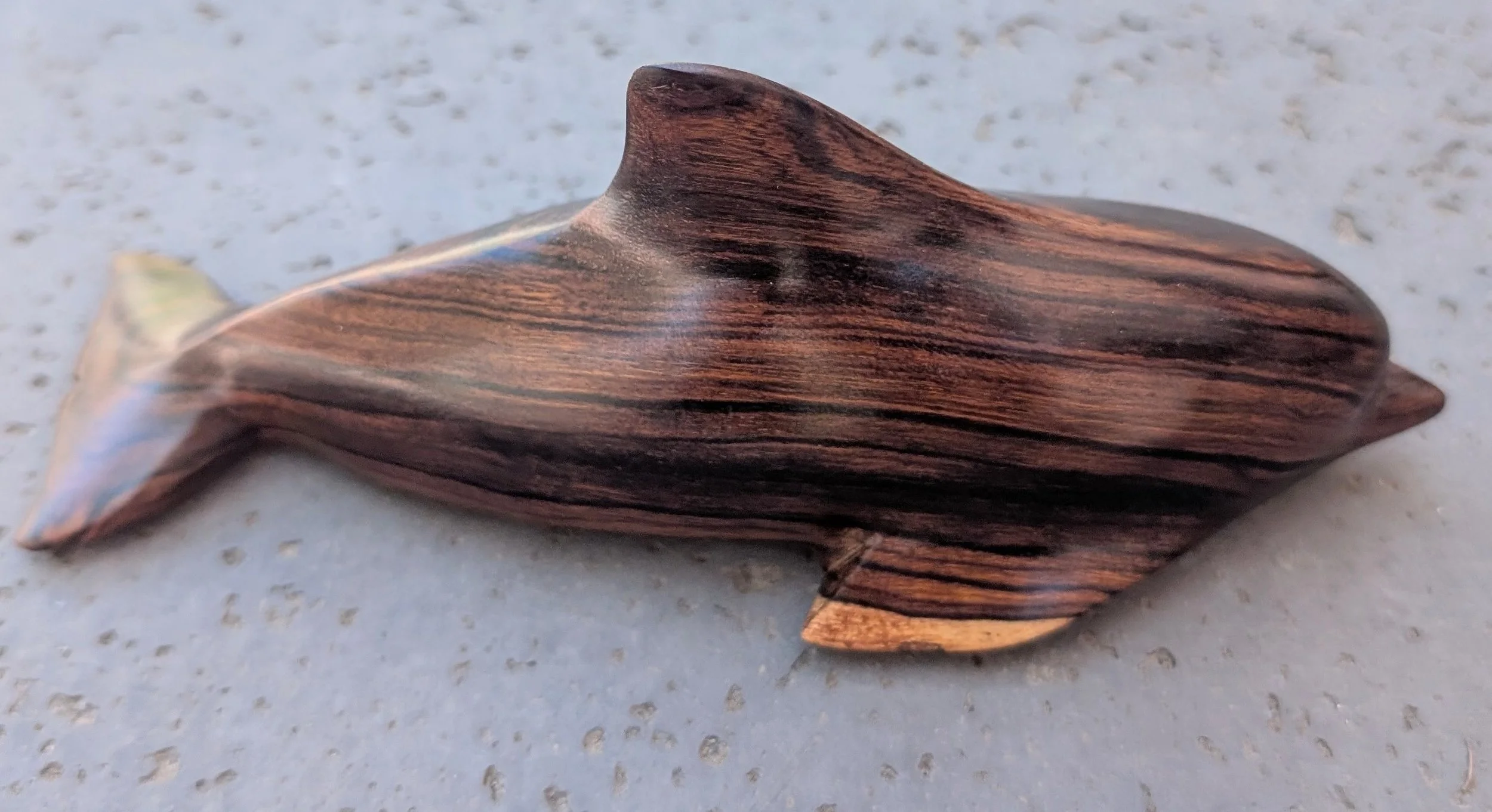 MR dolphin.jpg