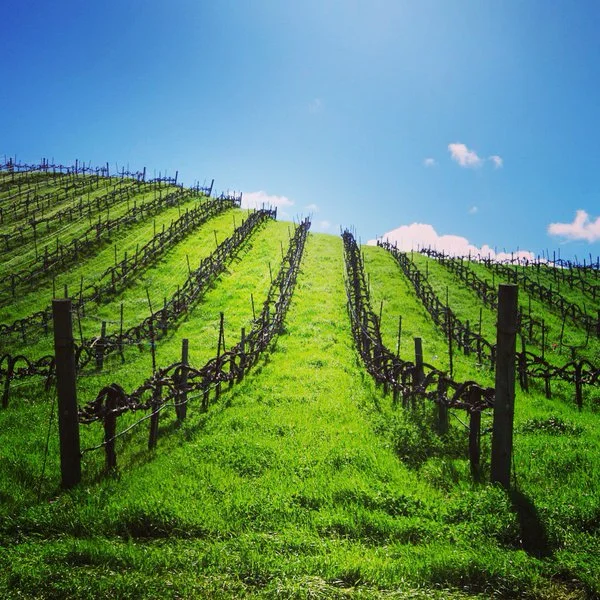 Cover crops on the fields at Hirsch Vineyards