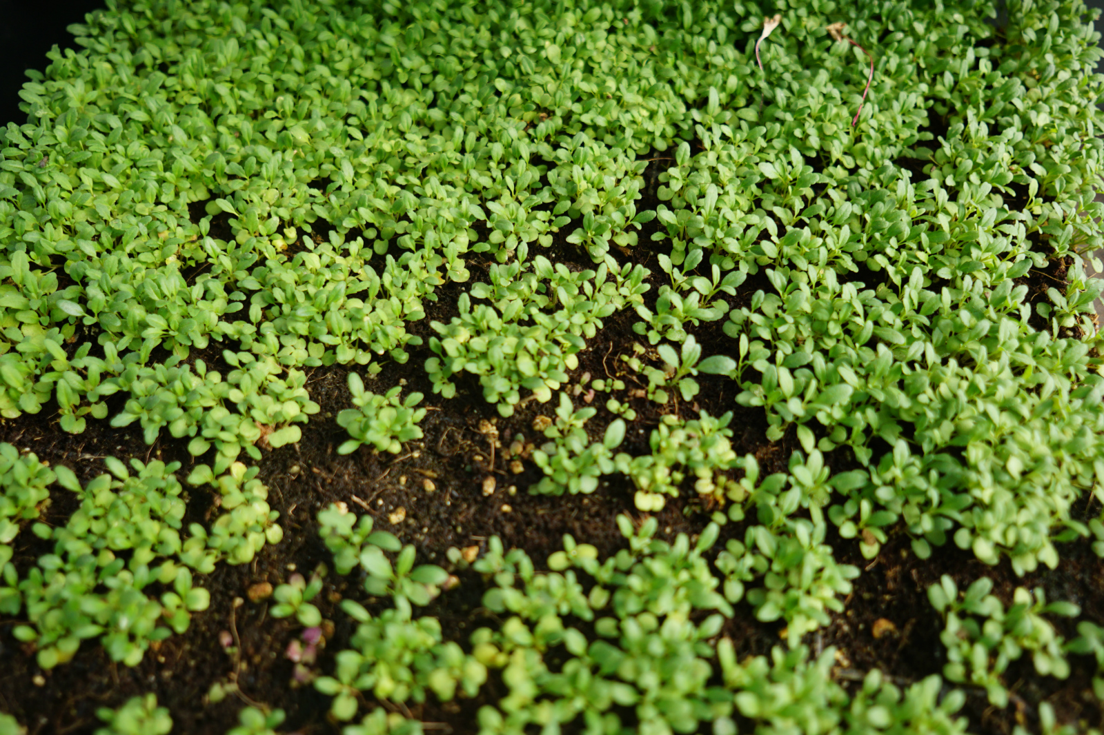 Anisse hyssop in a plug tray, eventually headed for a deep water culture. 