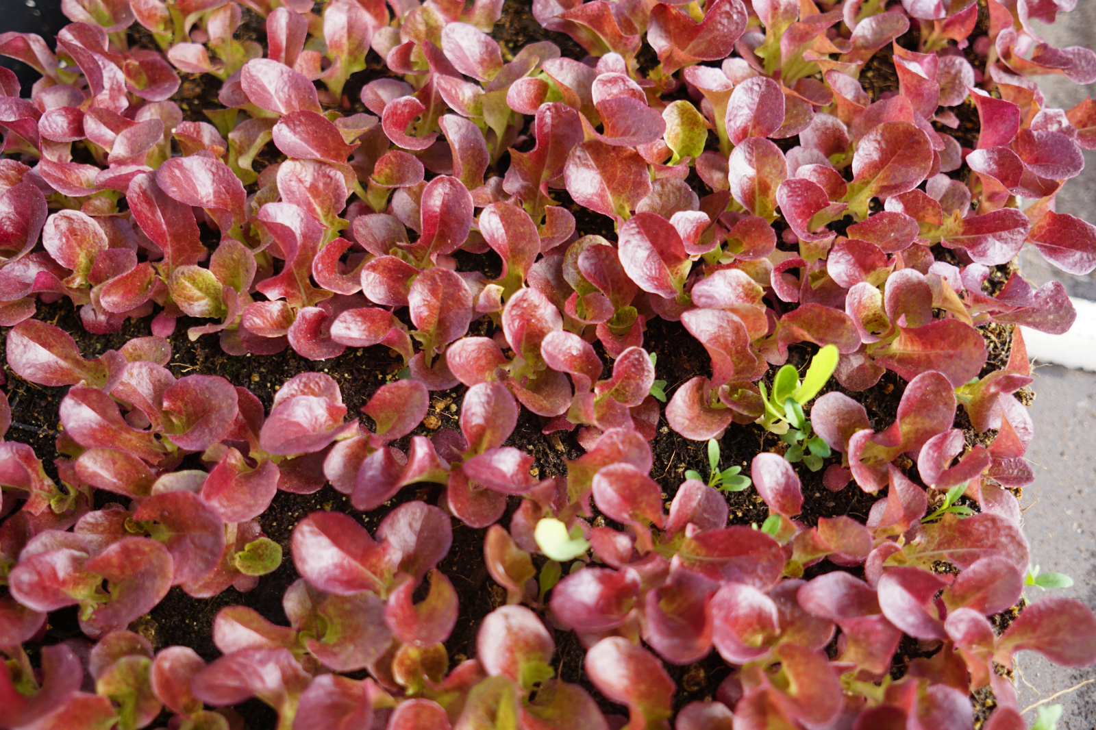 Red leaf lettuce growing on a coconut husk base.