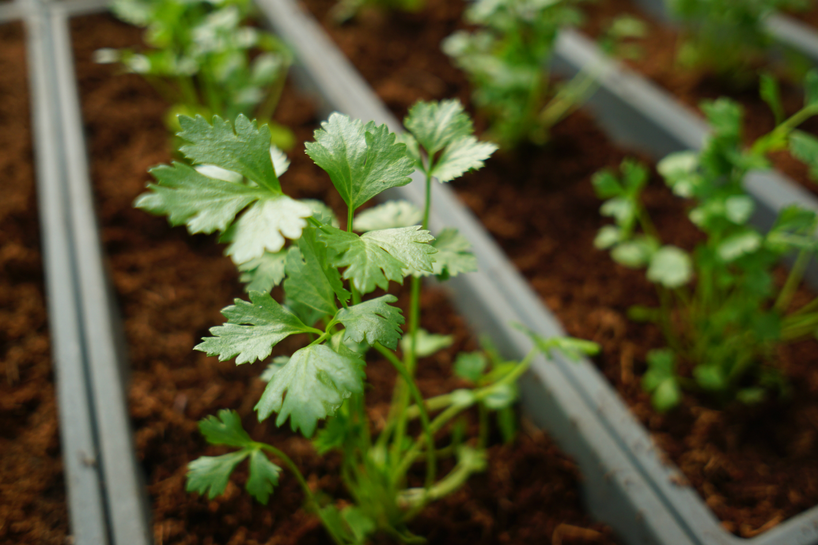 Celeriac growing in a flood and drain table. 