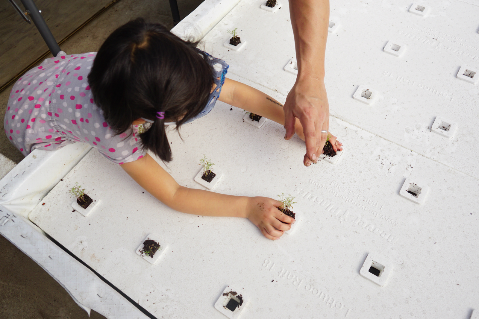 Dill seedlings float on a raft with a small amount of soil and roots hanging down. So easy a child can do it!