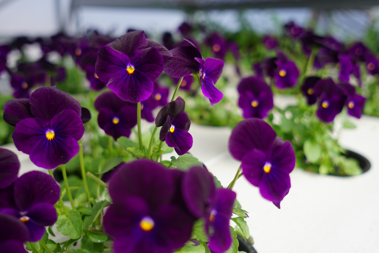 Violas in NFT.