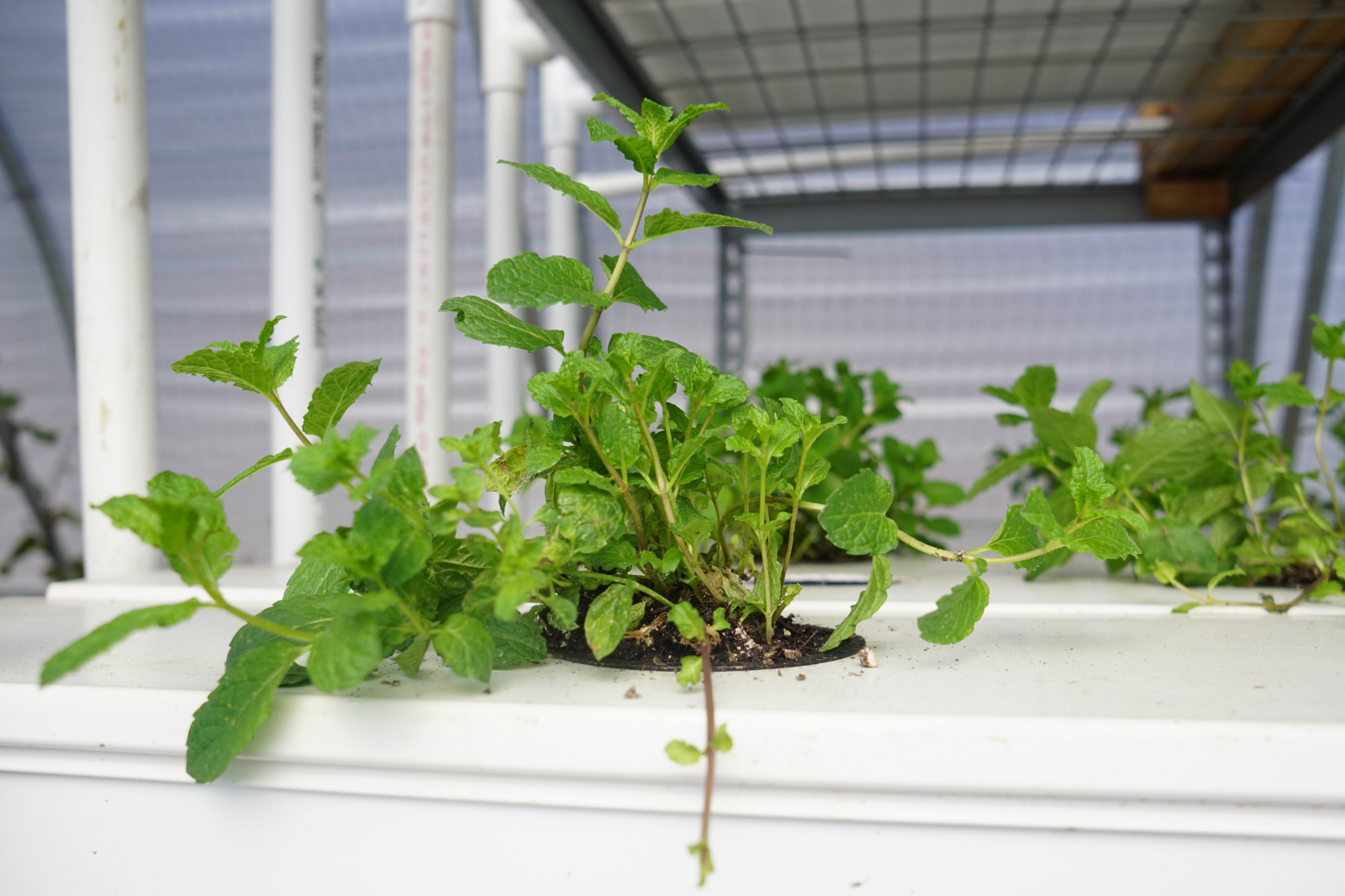 Moroccan Mint in an NFT (Nutrient Film Technique) system, which means nutrient-rich water flows over roots, with the plants anchored in a tight space.