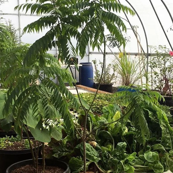 Our greenhouse in October, when Sunset Magazine came for a FB Live video.