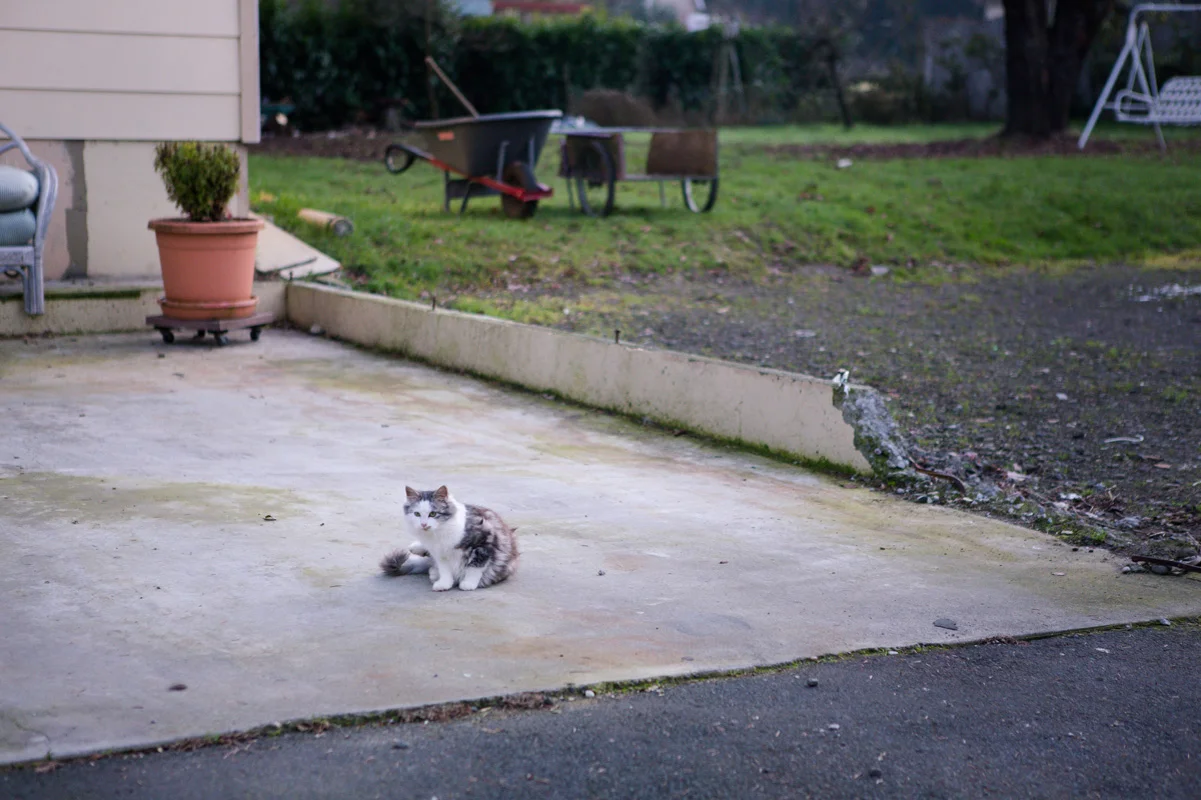 Ron Chant's Cat