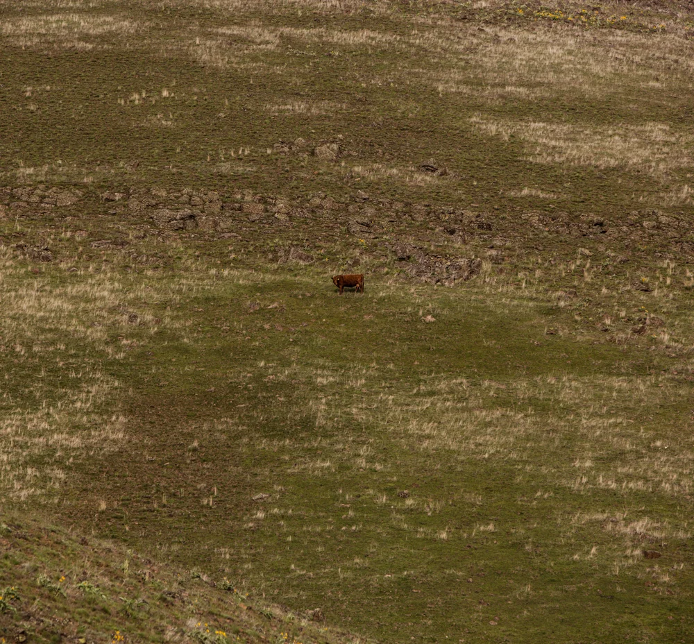 atom heart mother