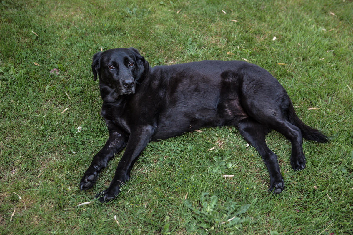 my best friend Polly waiting patiently for my return