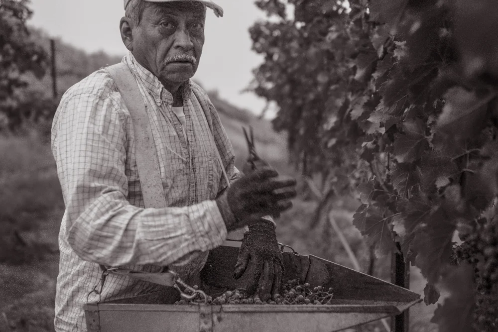 Owen Roe