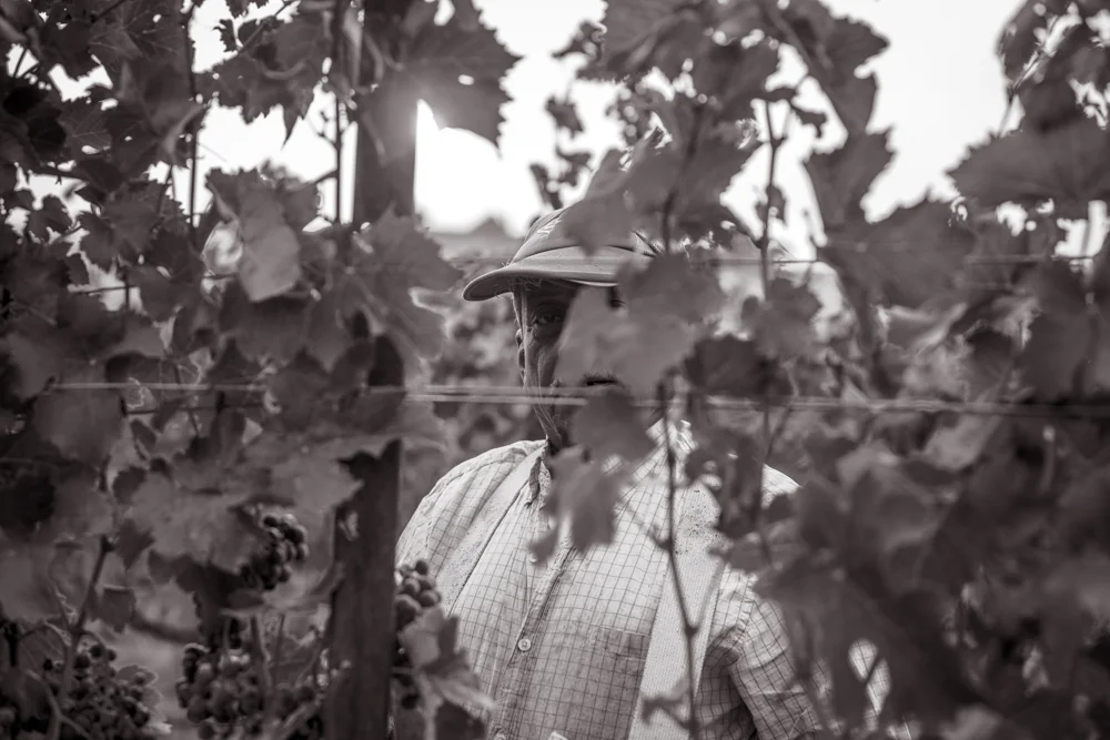 Owen Roe