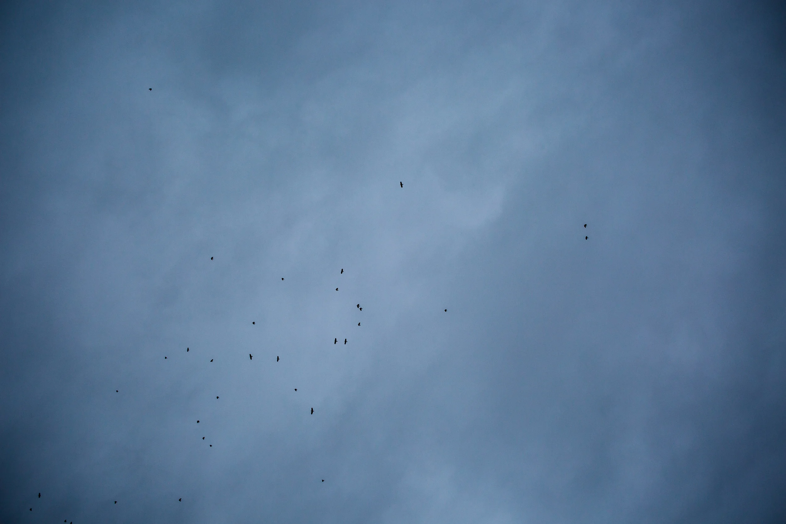 Black Crows over Auburn, NY