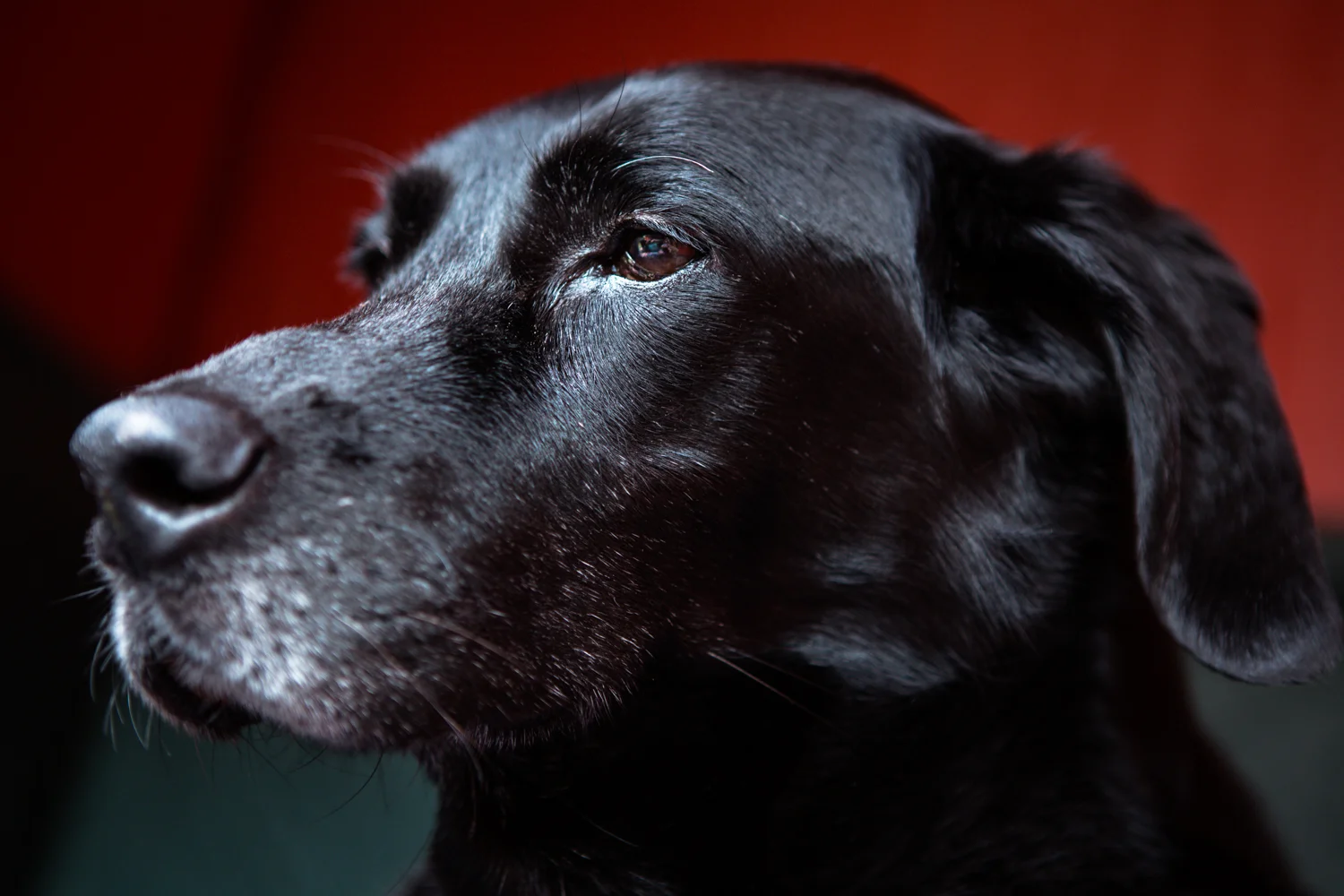 Polly Delahanty, my very best friend. Photo taken March 28. 2017 3:47pm Adopted in NYC 9/24/04
