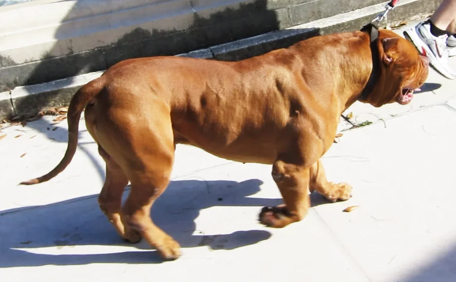 Red Bear Biggest Bullies