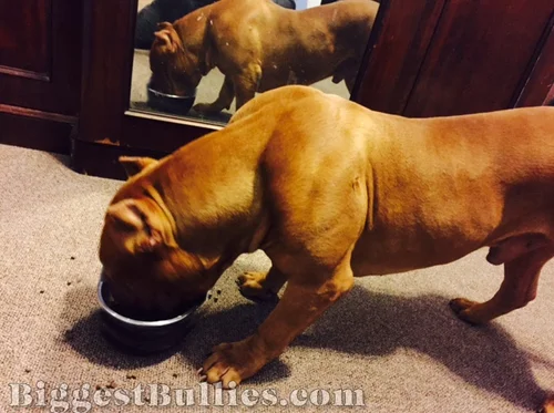 Red Bear Biggest Bullies