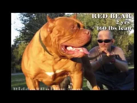 Red Bear Biggest Bullies