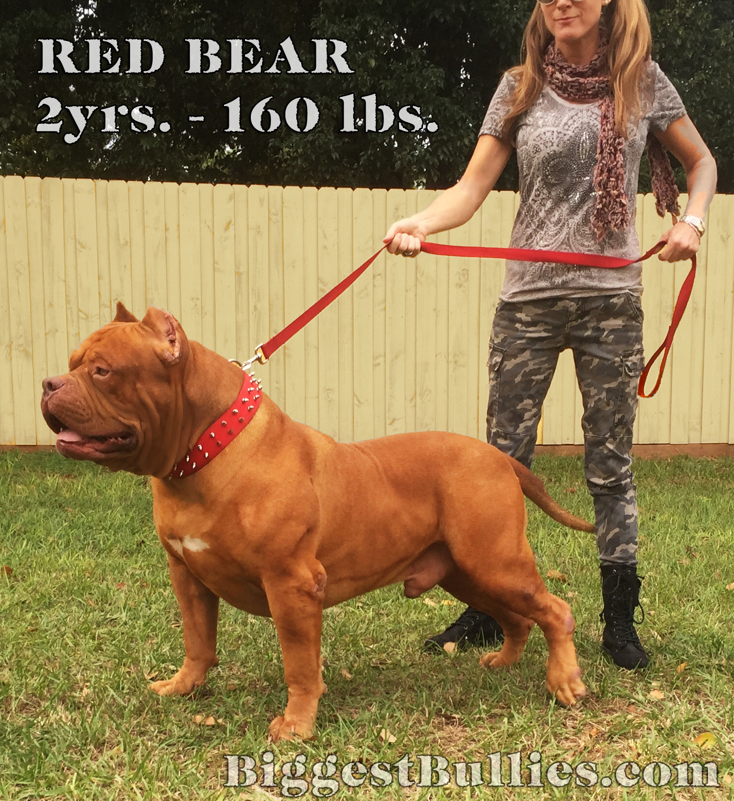 Red-Bear.jpg